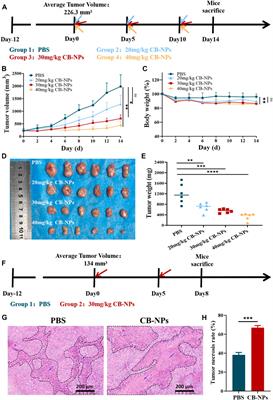 Therapeutic effects and underlying mechanism of poly (L-glutamic acid)-g-methoxy poly (ethylene glycol)/combretastatin A4/BLZ945 nanoparticles on Renca renal carcinoma